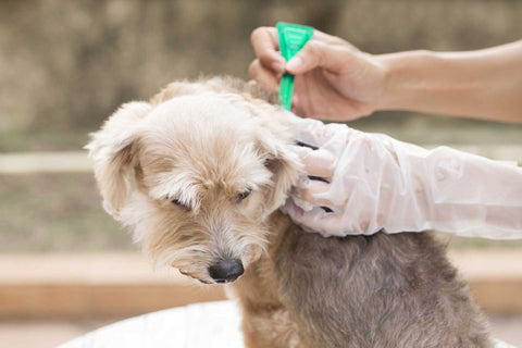 dog being treated for fleas