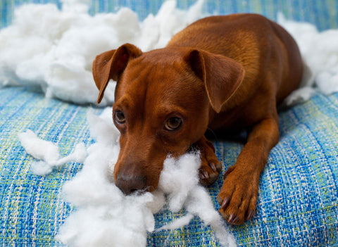 Dog biting and chewing pillow stuffing