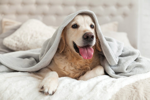 Happy smiling young golden retriever dog under blanket laying on bed