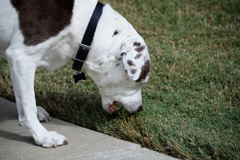 Dog eating grass near sidewalk