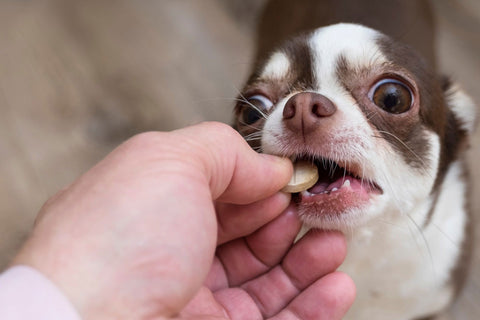 Chihuahua gets vitamins from the hands of the owner.