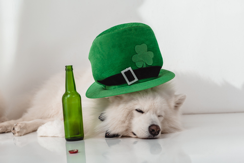 White dog wearing St. Patrick's Day hat passed out near green beer bottle