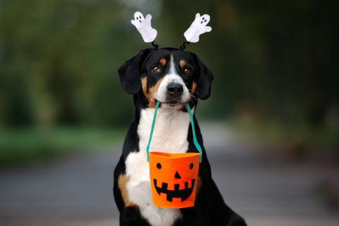 dog-halloween-trickortreat-bag-in-mouth-ghost-headband