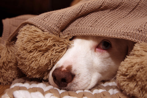 Anxious dog hiding under blanket