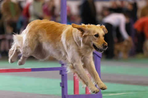 Golden retriever leaping over a fence at dog agility course