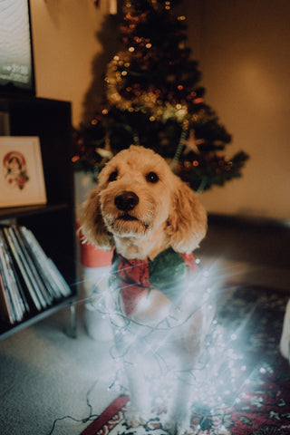 Dog Wrapped in Holidays Lights 