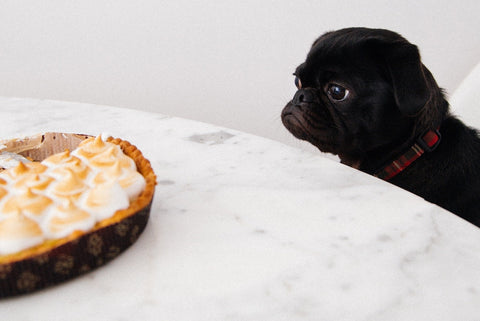 Dog Staring at Holiday Treats