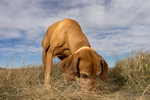 Hunting dog sniffing the ground outdoors in the grass