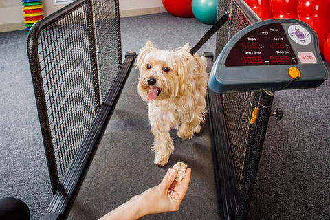 Dog walking on a treadmill with trainer offering a treat