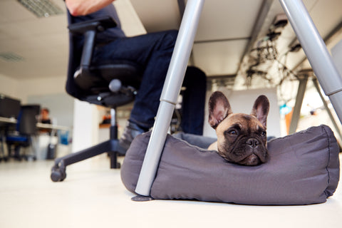 dog under desk