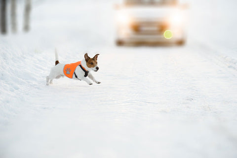 Dog wearing safety vest chasing ball across the street in front of a car
