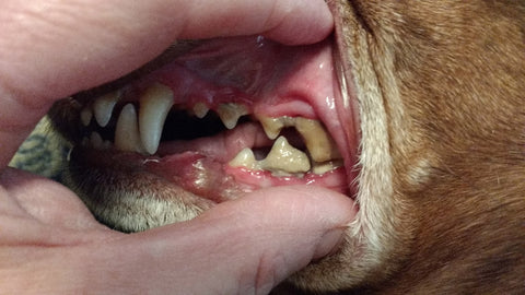River’s decaying teeth and red, inflamed gums.
