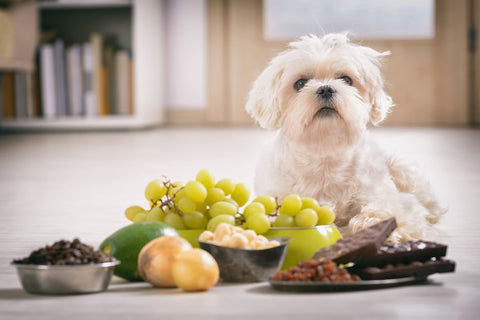 dog sitting in front of toxic foods