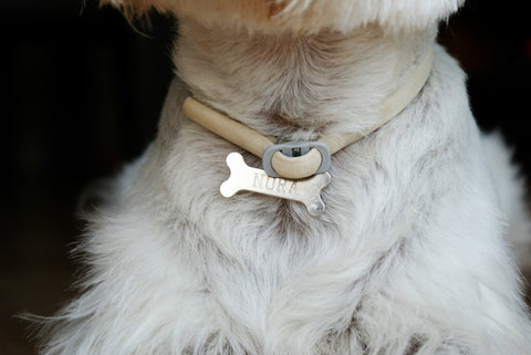 dog bone identification and collar