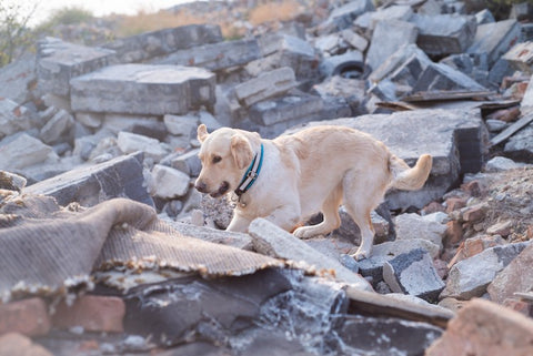 dog looking for people in disaster area