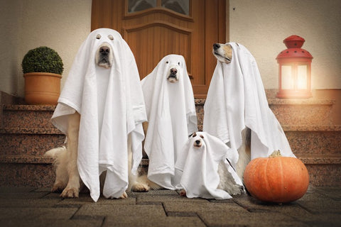 dogs-dressed-up-as-ghosts-halloween