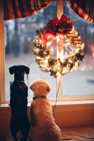 Two dogs gazing out the window with lighted wreath