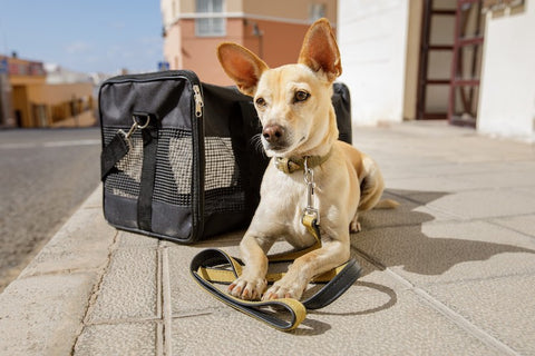 dog waiting to leave with leash and pack