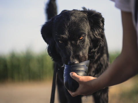 dog_drinking_from_water_container_held_by_person