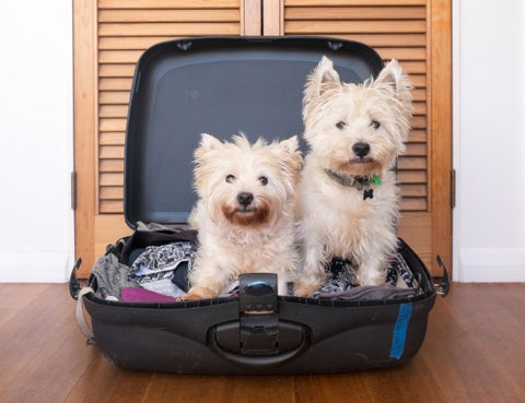 two dogs in a suitcase