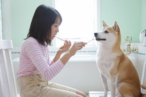 Girl brushing her teeth with her Shiba Inu dog