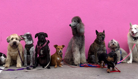 many breeds of dogs against pink wall