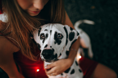 Dalmation with girl