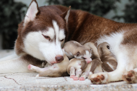 Husky cleaning her puppies