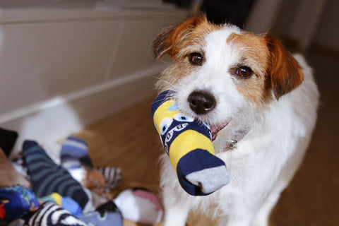 Jack Russell Terrier Retrieving Sock 