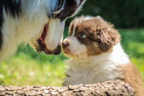 mom dog sizing up her puppy