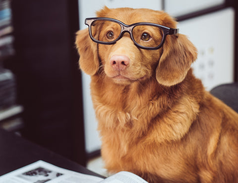 dog reading with glasses on