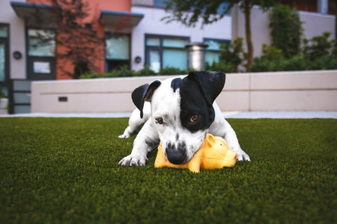 Dog with Chew toy