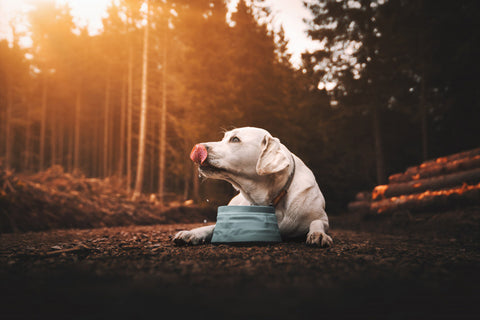 Labrador retriever lying down and drinking fresh water out of dog bowl in forest during sunset