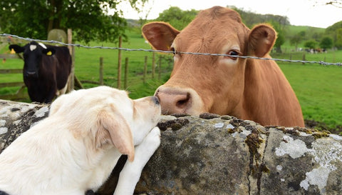 labrador retriever nose to nose with brown cow over fence