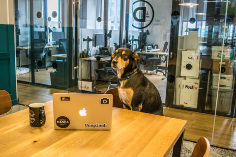 brown dog at conference table with computer