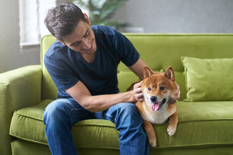 Young man petting his shiba inu dog sitting on green couch at home.  