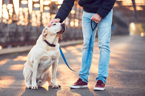 Man holding leash lightly and petting labrador retriever