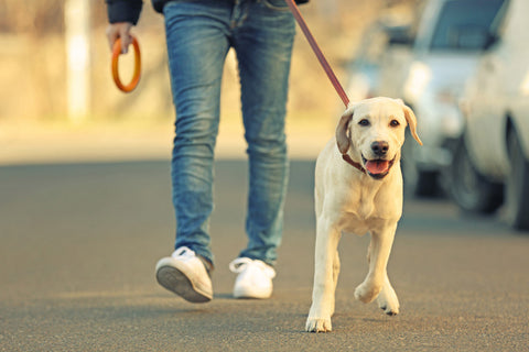 Man walking Labrador Retriever on a leash