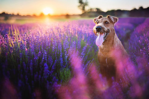 dog-panting-in-lavender-field-during-sunset
