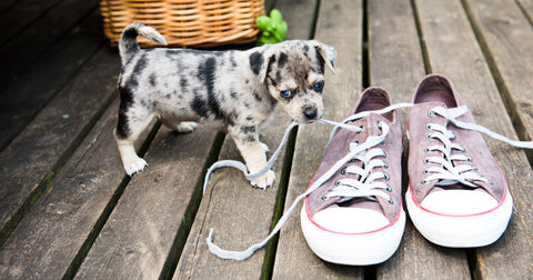 puppy chewing on shoes