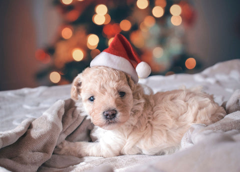 Puppy wearing a santa hat snuggling on a blanket