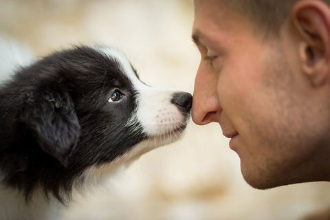 Puppy smelling man's nose