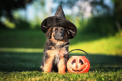 puppy-witch-hat-halloween