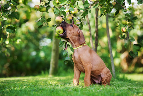 Rhodesian ridgeback puppy eating an apple from a tree
