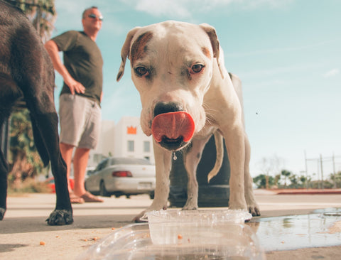 dog_drinking_from_plastic_container_sidewalk