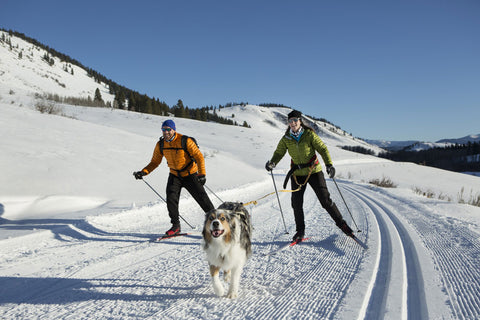 Dog ski joring with 2 people