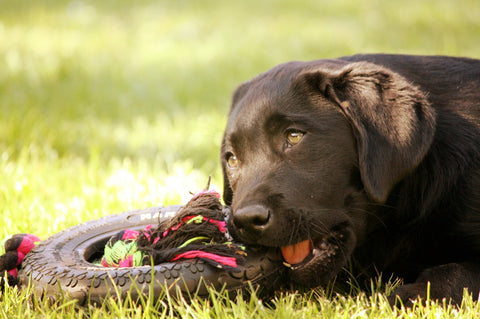 lab with chew toy