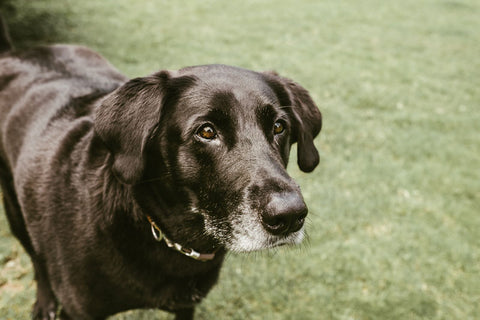 older black lab