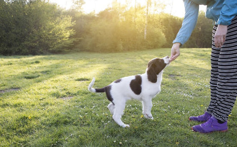 training puppy outside hand under chin