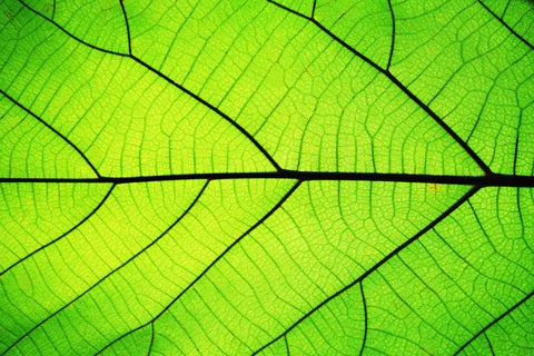 Light shining through leaf - chlorophyll